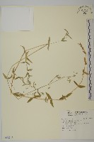 阿里山卷耳藏品圖，第1張