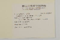 阿里山卷耳藏品圖，第2張