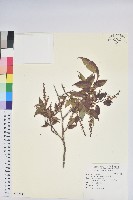 南燭藏品圖，第1張