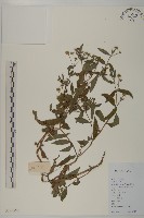 鱧腸藏品圖，第1張