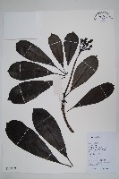 海檬果藏品圖，第1張