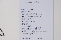 海檬果藏品圖，第2張