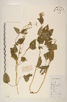 貓腥草藏品圖，第1張