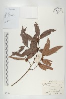 軟毛柿藏品圖，第1張