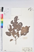 方葉五月茶藏品圖，第1張