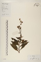 紅鳳菜藏品圖，第1張