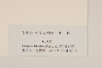 紅鳳菜藏品圖，第3張