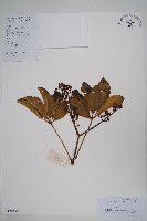 鵝掌蘗藏品圖，第1張