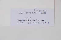 鵝掌蘗藏品圖，第2張