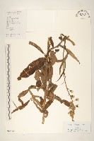 鵝仔草藏品圖，第1張