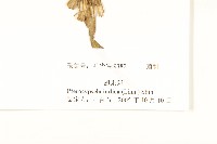 鵝仔草藏品圖，第3張