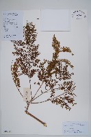 非洲紫葳、藍花楹藏品圖，第1張