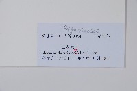 非洲紫葳、藍花楹藏品圖，第2張