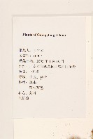 飛機草藏品圖，第2張