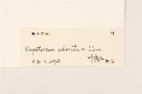 飛機草藏品圖，第3張