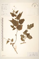 蔓黃菀藏品圖，第1張