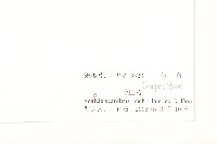 蔓黃菀藏品圖，第3張