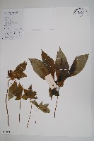 豐滿鳳仙花藏品圖，第1張