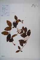 山銀花藏品圖，第1張