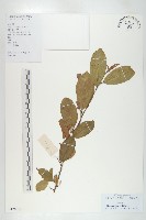 胡頹子藏品圖，第1張