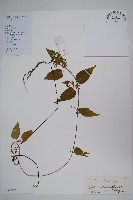 三分丹藏品圖，第1張