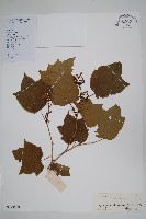 八角楓藏品圖，第1張