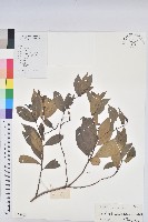 棒柄花藏品圖，第1張