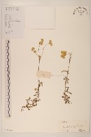 秋鼠麴草藏品圖，第1張