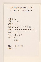 秋鼠麴草藏品圖，第2張