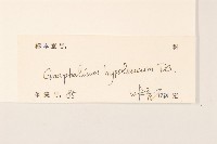 秋鼠麴草藏品圖，第3張