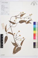 山木通藏品圖，第1張