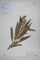 洋夾竹桃藏品圖，第1張