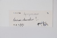 洋夾竹桃藏品圖，第2張