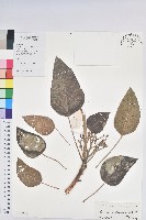 石栗藏品圖，第1張