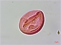 黃龍船花藏品圖，第1張