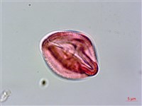 黃龍船花藏品圖，第2張