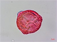 黃龍船花藏品圖，第3張