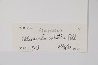 黃蟬藏品圖，第2張