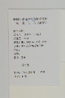 紫背草藏品圖，第2張