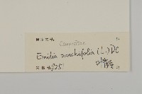 紫背草藏品圖，第3張