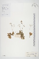 黃鵪菜藏品圖，第1張