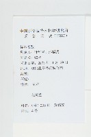 黃鵪菜藏品圖，第2張