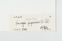 黃鵪菜藏品圖，第3張