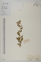 柔毛艾納香藏品圖，第1張