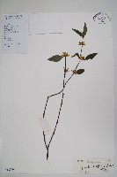 柳葉水蓑衣藏品圖，第1張