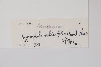 柳葉水蓑衣藏品圖，第2張