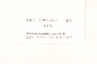 假吐金菊藏品圖，第3張