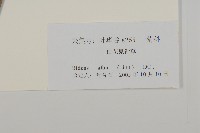 大花咸豐草藏品圖，第3張