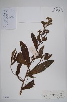 琉璃草藏品圖，第1張