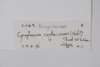 琉璃草藏品圖，第2張